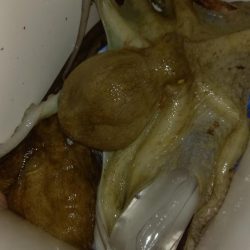 漁業権の設定されていないエリアでのタコ釣り